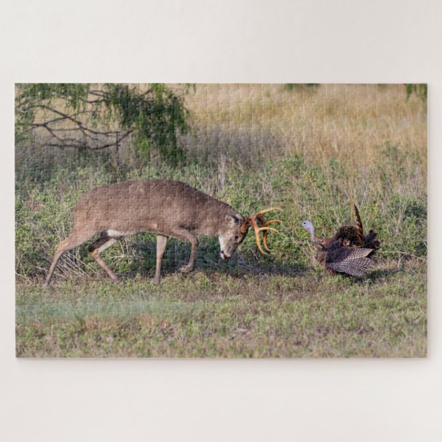 White-tailed Deer Fighting Wild Turkey Jigsaw Puzzle (Horizontal)