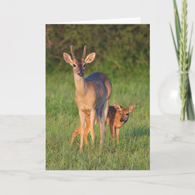 White-tailed Deer | Grassy Habitat Card (Front)