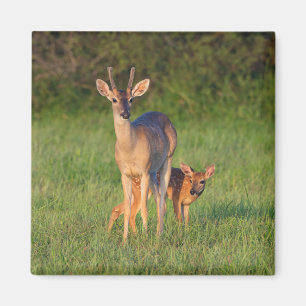 White-tailed Deer Grassy Habitat Magnet