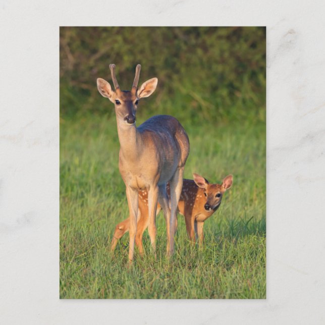 White-tailed Deer | Grassy Habitat Postcard (Front)