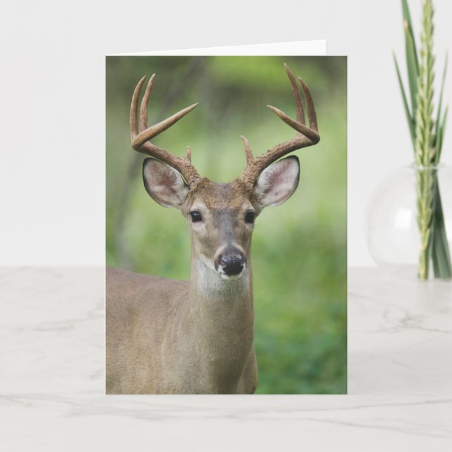 White-tailed Deer | Hill Country, Texas Card (Front)