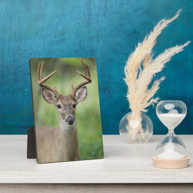 White-tailed Deer | Hill Country, Texas Plaque (Side)