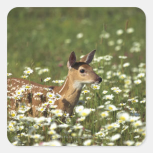 White-tailed deer in field of flowers , square sticker
