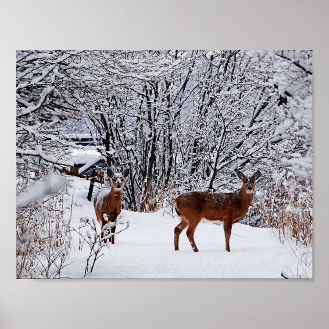 White-tailed deer in Winter Snow Value Poster (Front)