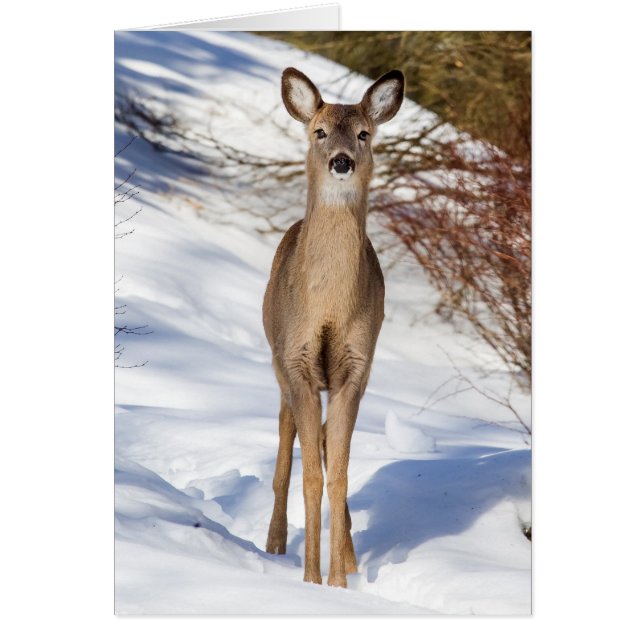 White-tailed Deer Looking At You (Close Up) (Front)