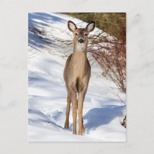 White-tailed Deer Looking At You (Close Up) Postcard (Front)