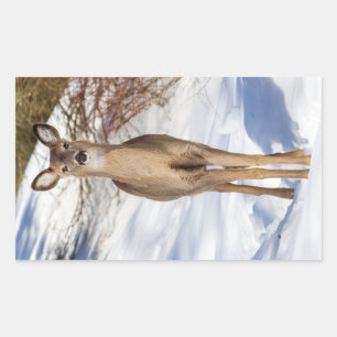 White-tailed Deer Looking At You (Close Up) Rectangular Sticker