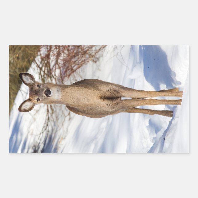White-tailed Deer Looking At You (Close Up) Rectangular Sticker (Front)