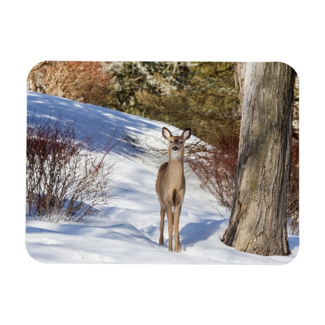 White-tailed Deer Looking At You Magnet (Horizontal)