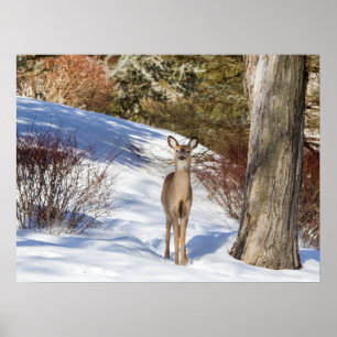 White-tailed Deer Looking At You Poster