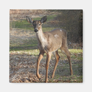 White Tailed Deer Magnet