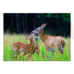 White tailed Deer Mother and Twin Fawns