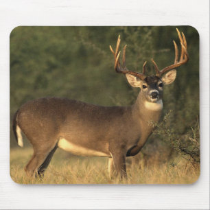 White tailed deer mouse pad
