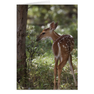 White-tailed Deer, Odocoileus virginianus