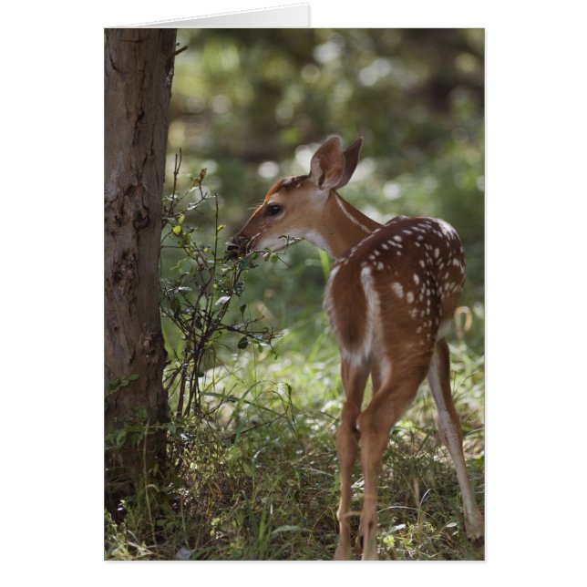 White-tailed Deer, Odocoileus virginianus (Front)