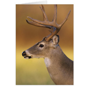 White-tailed Deer, Odocoileus virginianus,