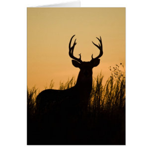 white-tailed deer Odocoileus virginianus)