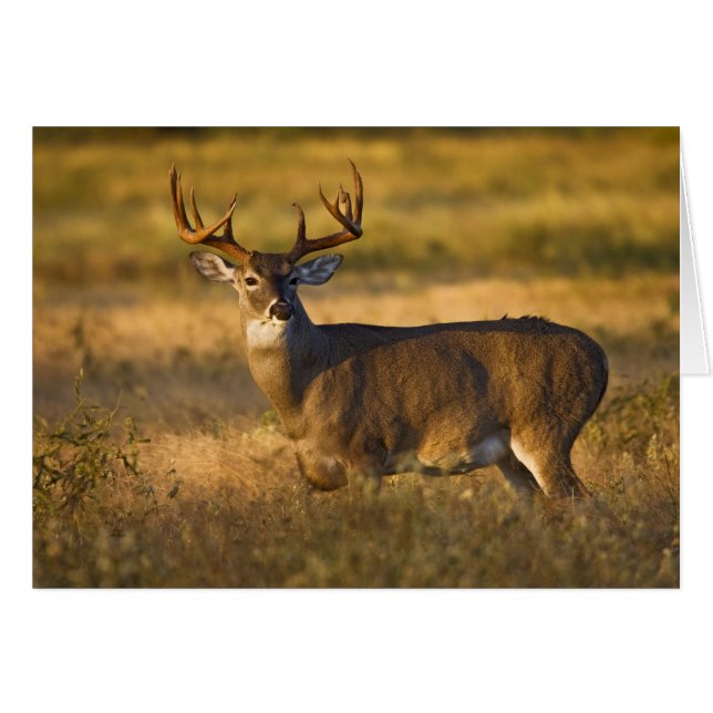 White-tailed Deer (Odocoileus virginianus) adult (Front Horizontal)