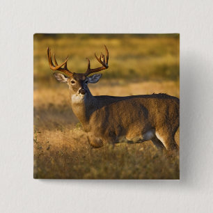 White-tailed Deer (Odocoileus virginianus) adult 15 Cm Square Badge