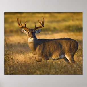 White-tailed Deer (Odocoileus virginianus) adult Poster