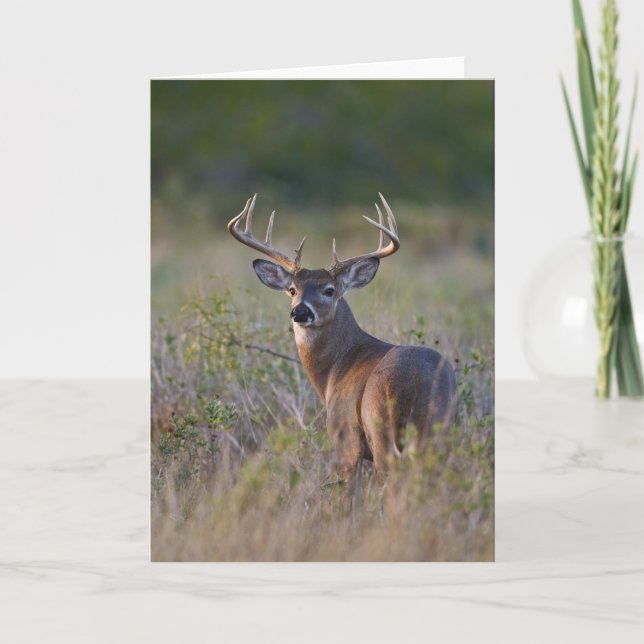 white-tailed deer Odocoileus virginianus Card (Front)