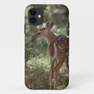 White-tailed Deer, Odocoileus virginianus iPhone 11 Case