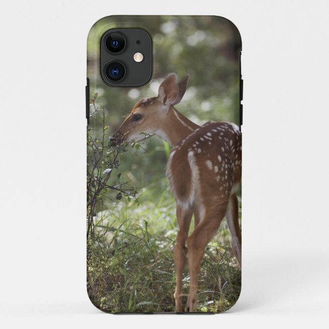 White-tailed Deer, Odocoileus virginianus Case-Mate iPhone Case (Back)