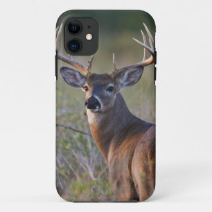 white-tailed deer Odocoileus virginianus iPhone 11 Case