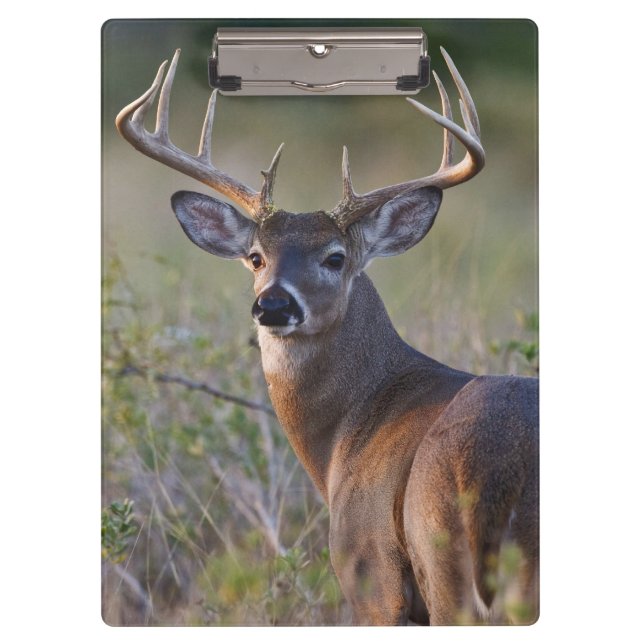 white-tailed deer Odocoileus virginianus Clipboard (Front)