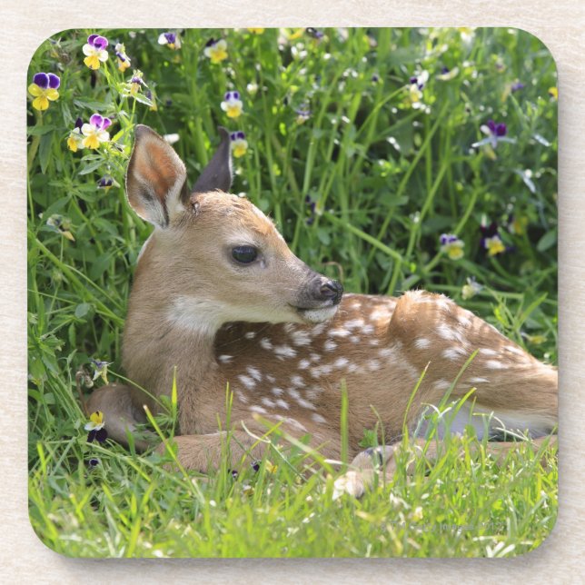 White-tailed deer (Odocoileus virginianus) Coaster (Front)