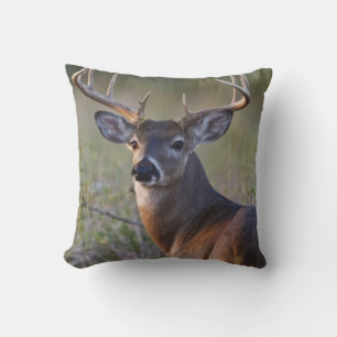 white-tailed deer Odocoileus virginianus Cushion