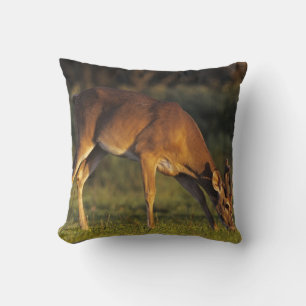 White-tailed Deer, Odocoileus virginianus Cushion
