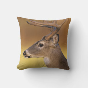 White-tailed Deer, Odocoileus virginianus, Cushion