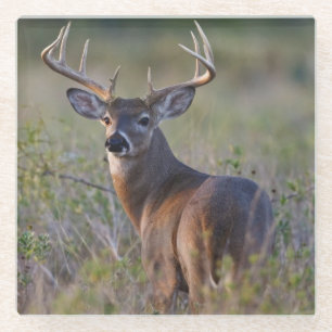 white-tailed deer Odocoileus virginianus Glass Coaster