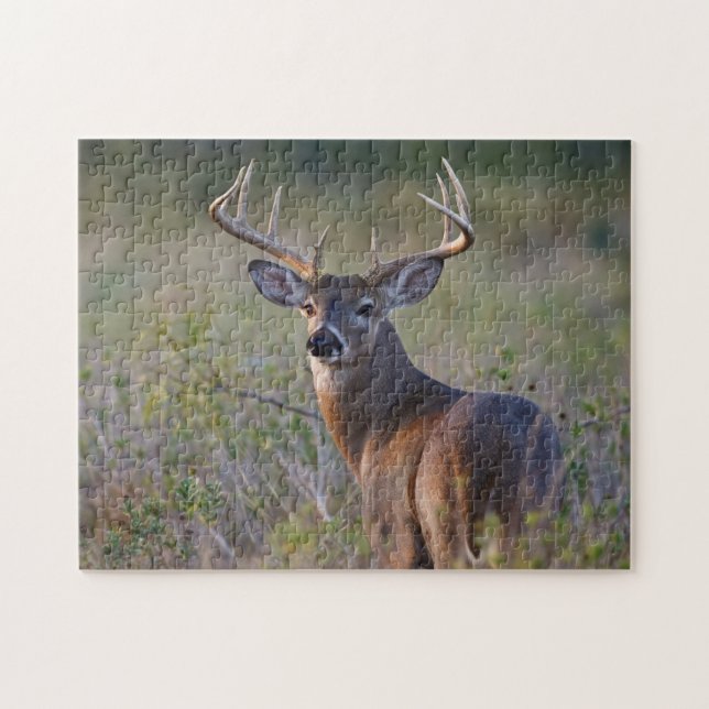 white-tailed deer Odocoileus virginianus Jigsaw Puzzle (Horizontal)