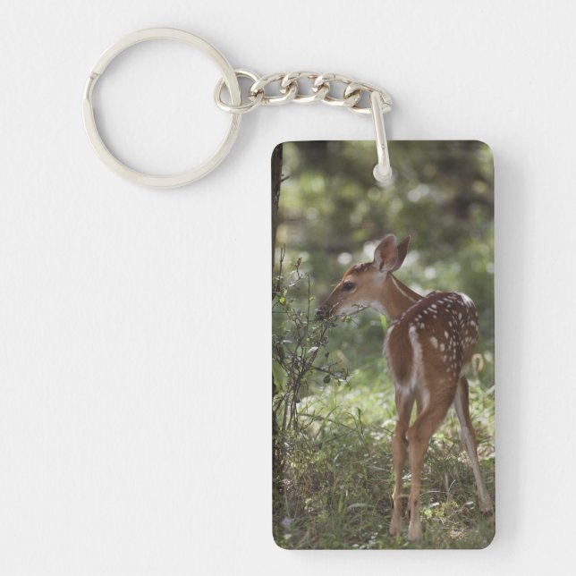 White-tailed Deer, Odocoileus virginianus Key Ring (Front)