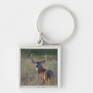 white-tailed deer Odocoileus virginianus Key Ring