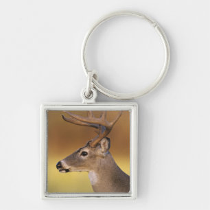 White-tailed Deer, Odocoileus virginianus, Key Ring