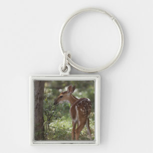White-tailed Deer, Odocoileus virginianus Key Ring