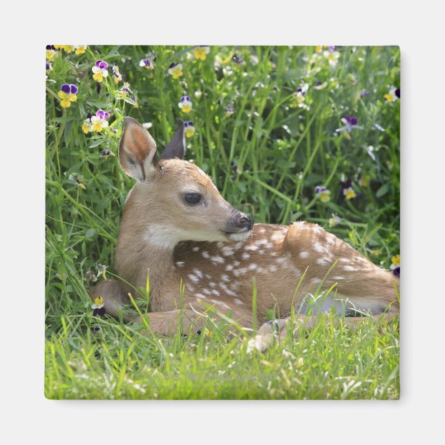 White-tailed deer (Odocoileus virginianus) Magnet (Front)