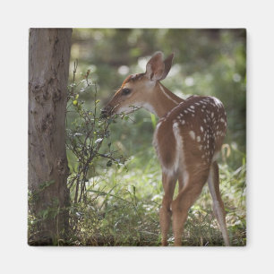 White-tailed Deer, Odocoileus virginianus Magnet