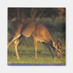 White-tailed Deer, Odocoileus virginianus Magnet