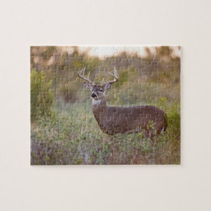 white-tailed deer (Odocoileus virginianus) male 2 Jigsaw Puzzle