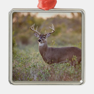 white-tailed deer (Odocoileus virginianus) male 2 Metal Ornament