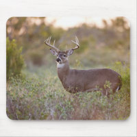 white-tailed deer (Odocoileus virginianus) male 2
