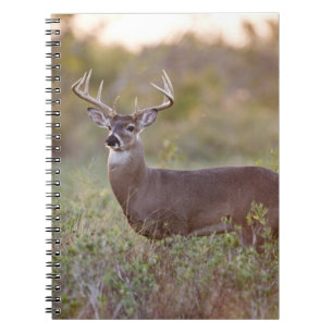 white-tailed deer (Odocoileus virginianus) male 2 Notebook