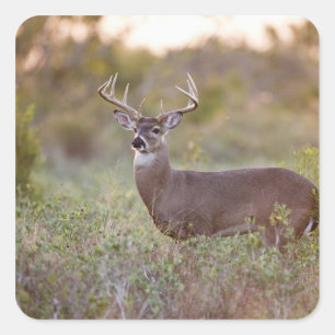 white-tailed deer (Odocoileus virginianus) male 2 Square Sticker