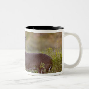 white-tailed deer (Odocoileus virginianus) male 2 Two-Tone Coffee Mug