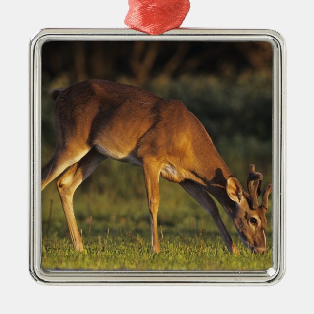 White-tailed Deer, Odocoileus virginianus Metal Tree Decoration (Front)