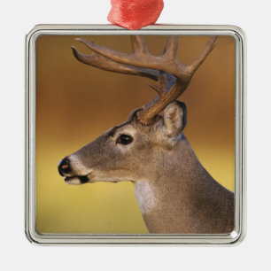 White-tailed Deer, Odocoileus virginianus, Metal Tree Decoration